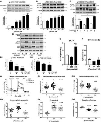 Extracellular ATP Increases Glucose Metabolism in Skeletal Muscle Cells in a P2 Receptor Dependent Manner but Does Not Contribute to Palmitate-Induced Insulin Resistance
